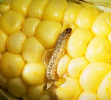 european-corn-borer.jpg