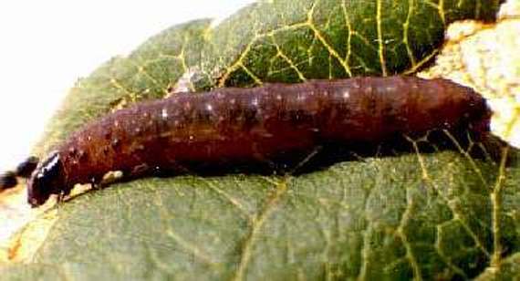 Eyespotted Bud Moth