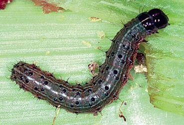 Fall Armyworm Fall Armyworm
