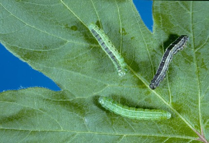 Fall Cankerworm