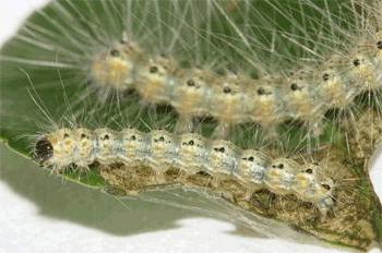 Fall Webworm