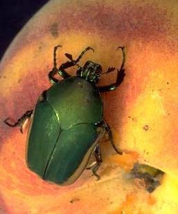 Fig Beetle