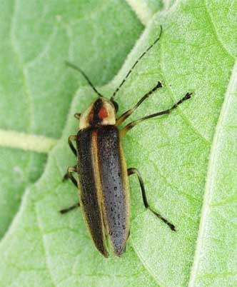 Firefly Firefly