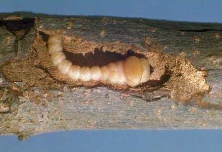 Flatheaded Appletree Borer