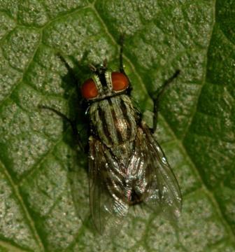 Flesh Fly