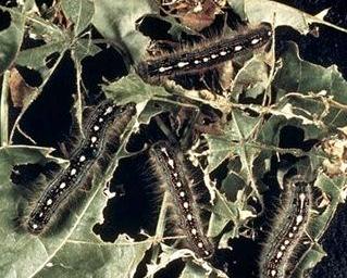 Forest Tent Caterpillar