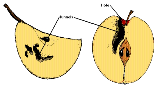 fruit tunnel marks