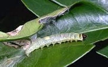 Fruittree Leafroller Fruittree Leafroller