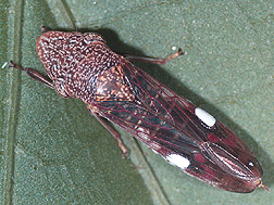 Glassy-winged Sharpshooter Glassy-winged Sharpshooter