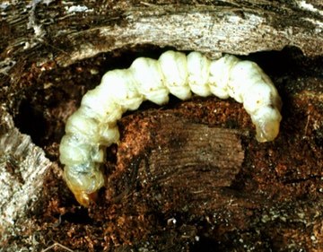 Grape Root Borer Larva