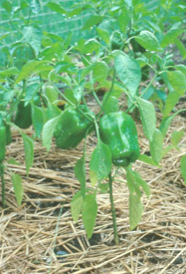 Green Bell Pepper