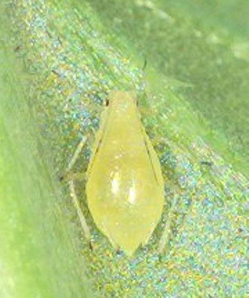 Green Peach Aphid