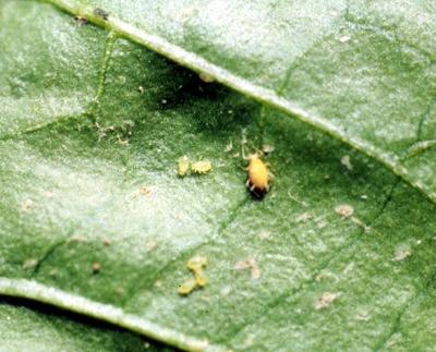 Green Peach Aphids