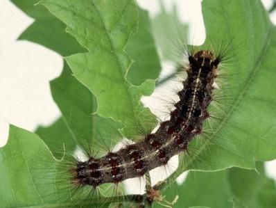 Gypsy Moth