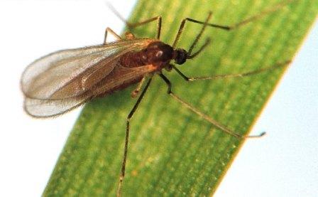 Hessian Fly Hessian Fly