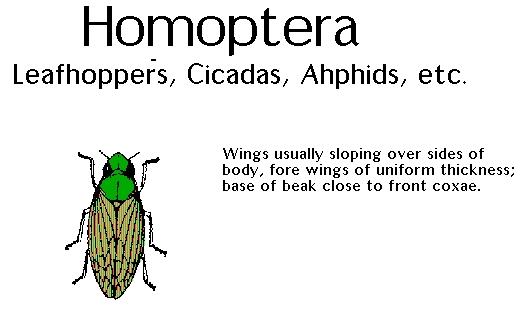 Homoptera