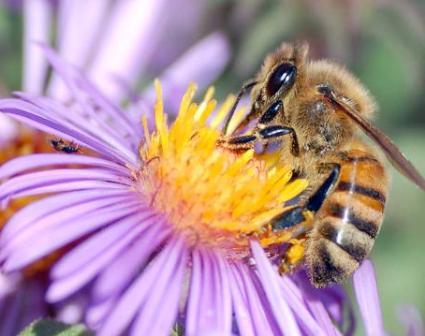 Pictures Of Honeybee - Free Honeybee pictures 