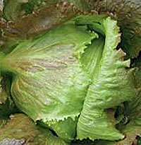 Head Lettuce