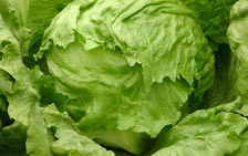 Iceberg Lettuce