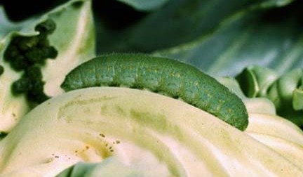 Imported Cabbageworm Imported Cabbageworm