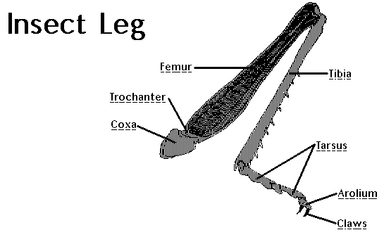 insect leg