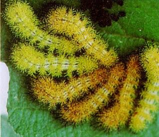 Io Moth Caterpillar