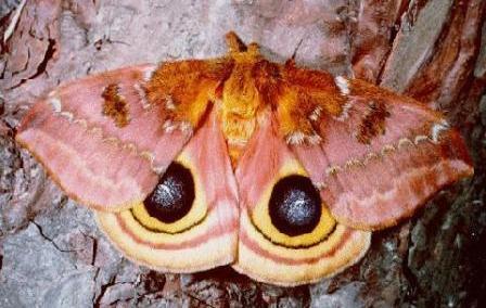 Io Moth Io Moth