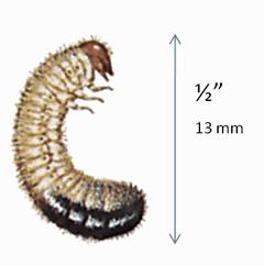 Japanese Beetle Larva Japanese Beetle Larva