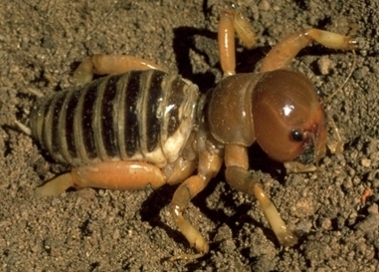 Jerusalem Cricket