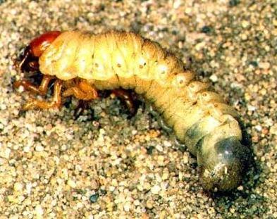 June Beetle Larva