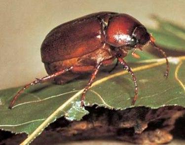 June Beetle June Beetle