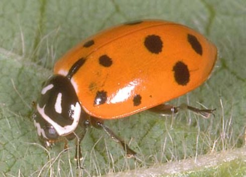 Lady Beetle - Hippodamia convergens Lady Beetle - Hippodamia convergens