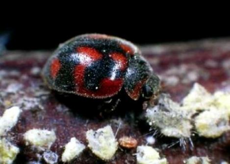 Lady Beetle - Rodolia cardinalis