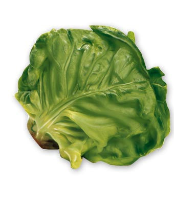 Growing Leaf Lettuce
