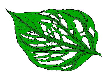 leaf is skeletonized