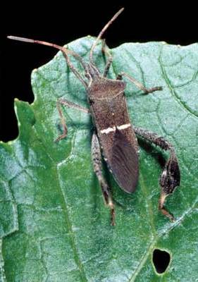 Leaffooted Bug