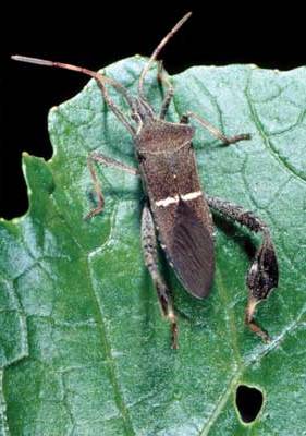 Leaffooted Bug Leaffooted Bug