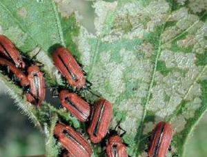 Leafminers Leafminers