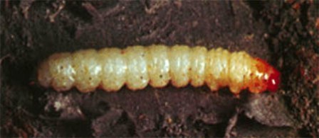 Lesser Peachtree Borer Larva