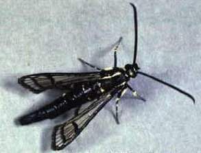 Lesser Peachtree Borer