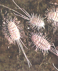 Longtailed Mealybug Longtailed Mealybug