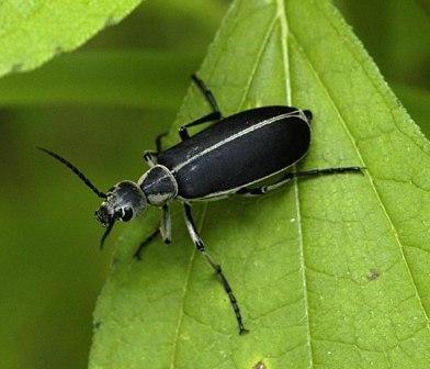 Margined Blister Beetle Margined Blister Beetle