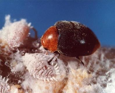 Mealybug Destroyer Mealybug Destroyer