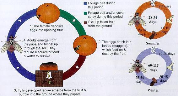 Mediterranean Fruit Fly Life Cycle