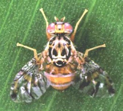 Mediterranean Fruit Fly Mediterranean Fruit Fly
