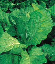 Mustard Greens