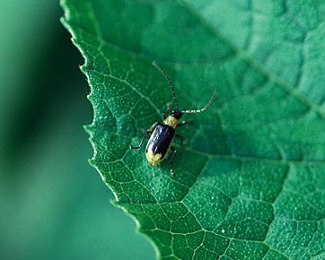 Northern Corn Rootworm Beetle