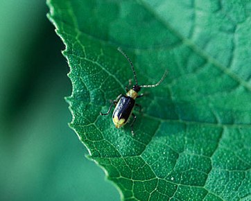 Northern Corn Rootworm Beetle Northern Corn Rootworm Beetle