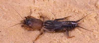 Northern Mole Cricket Northern Mole Cricket
