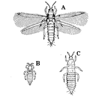 Onion Thrip Life-Cycle